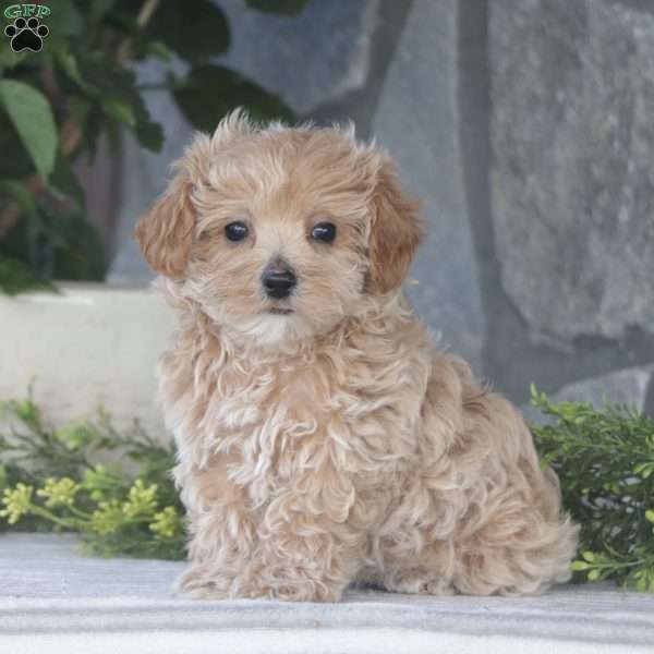 Tina, Maltipoo Puppy